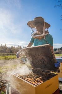 Dr. Alison McAfee inspects honey bee colony - vertical