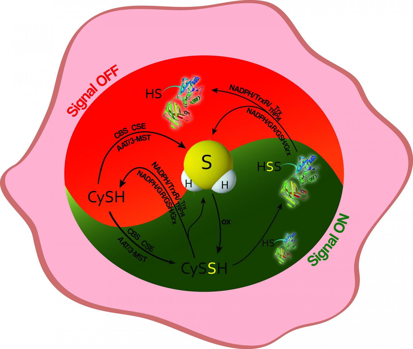 A novel persulfide detection method reveals protein persulfide- and polysulfide-reducing...(1 of 2)