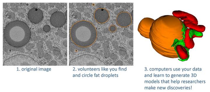 Zooniverse step by step