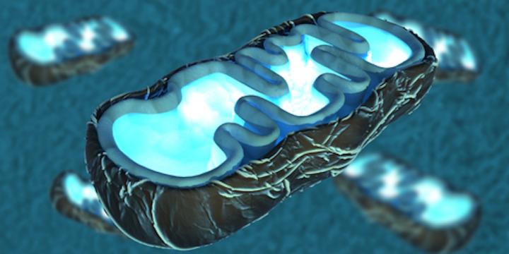 Mitochondria