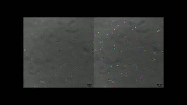 Predatory Bacteria Trajectories