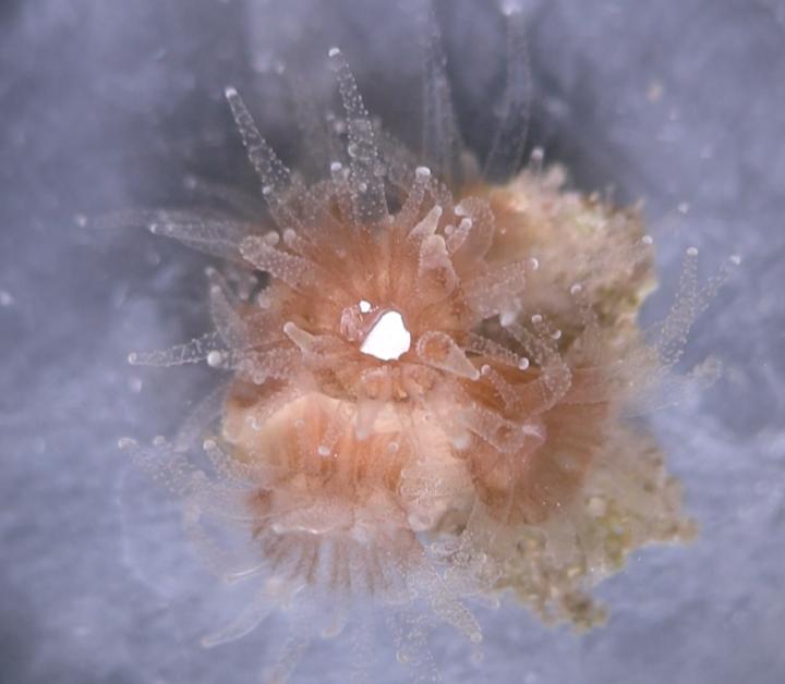 Coral Eating Plastic