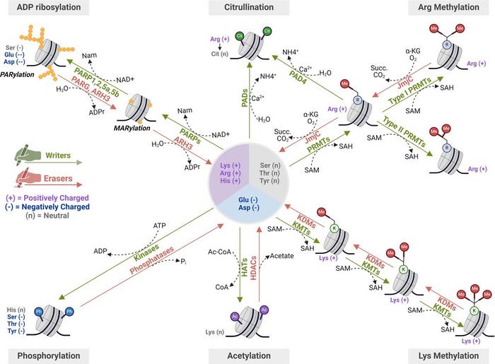 Molecular dynamics of the most studied histone post-translational modifications (HPTMs) in hepatocellular carcinoma (HCC).