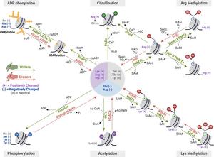 Molecular dynamics of the most studied histone post-translational modifications (HPTMs) in hepatocellular carcinoma (HCC).