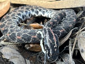 Rattlesnake with parasite