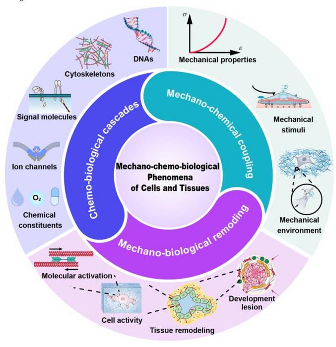 Framework of a mechano-chemo-biological theory for tissue growth and development.