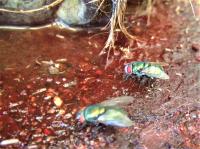 Blow Flies Feeding
