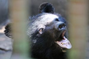 Asiatic black bear