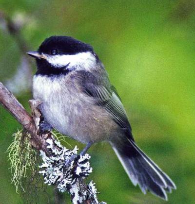 Chickadee