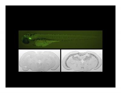 The Smoking Gun: Fish Brains and Nicotine Addiction