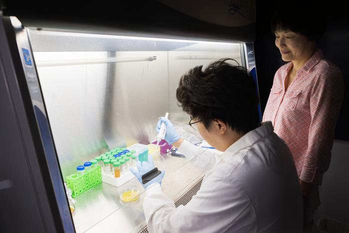 Binghamton PhD student Tianzheng Liu, left, and Department of Biomedical Engineering Professor Sha Jin
