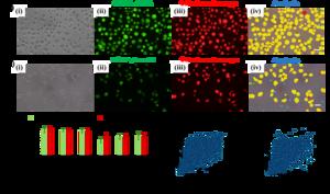 Figure 2: Intracellular delivery in human gingival fibroblasts (hGFs) using the 2D cell‑squeezing device.