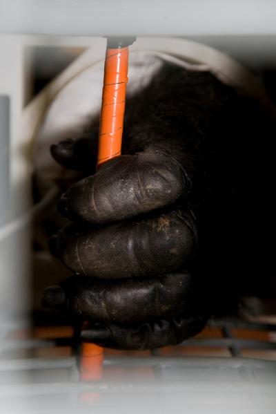 Zoo Atlanta Gorilla Blood Pressure