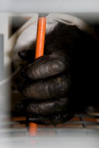 Zoo Atlanta Gorilla Blood Pressure