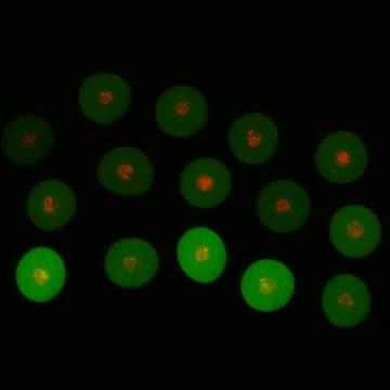 B-roll Footage of Chromosome Segregation in Mouse Eggs
