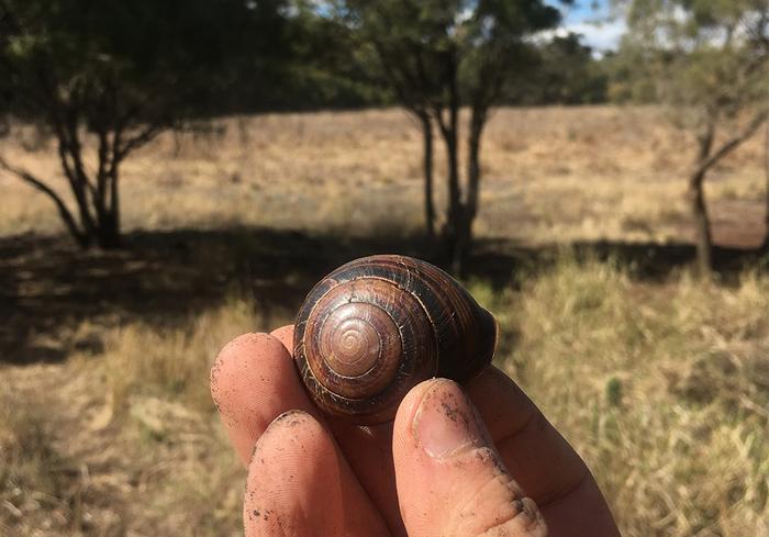Biggenden Banded Snail shell