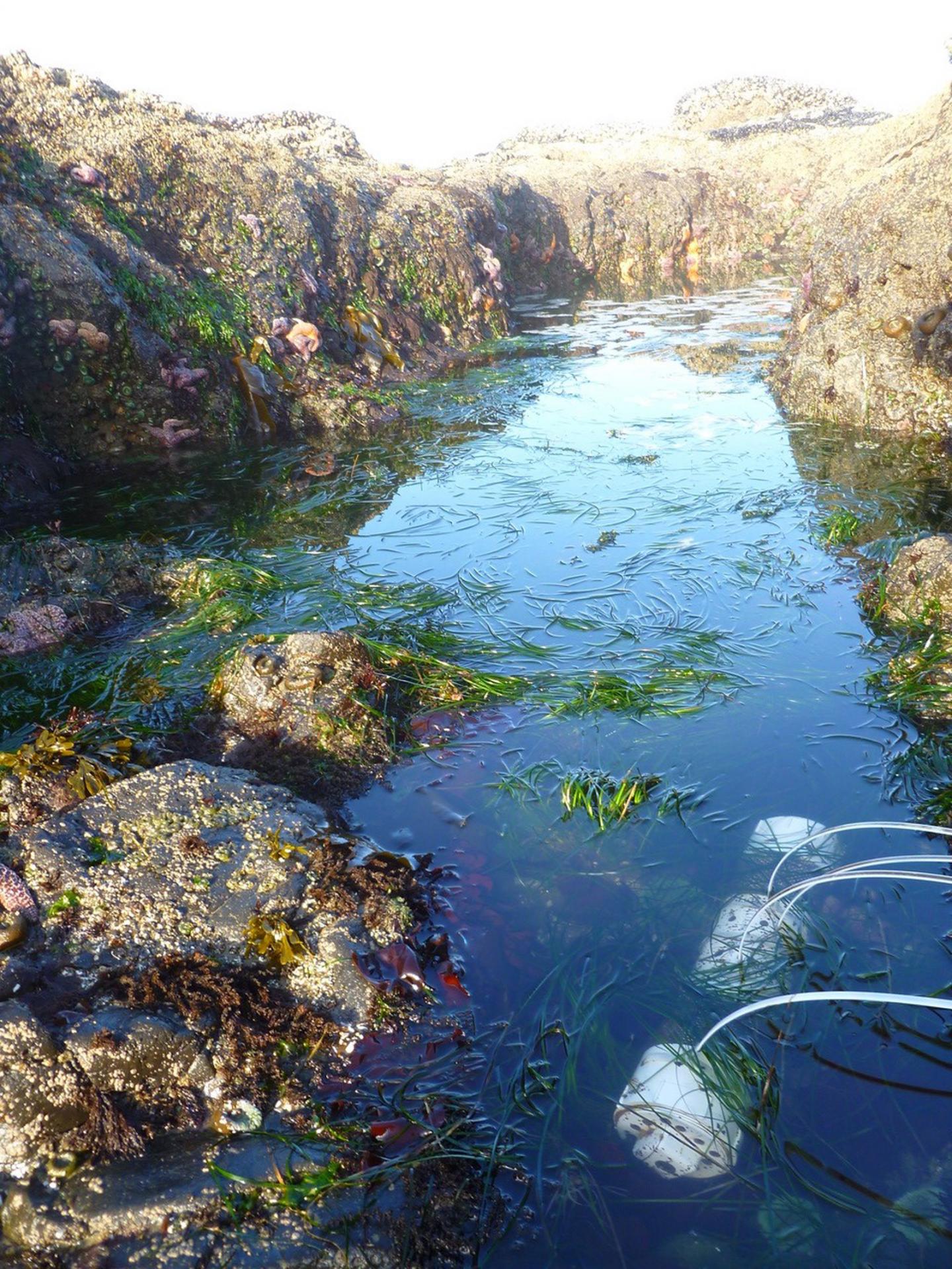 Acidification Sensor