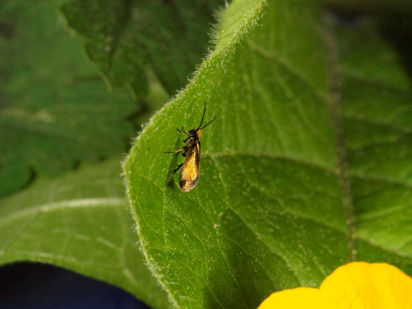 Earliest Fossil Evidence of Butterflies and Moths (3 of 8)