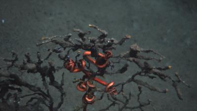 New Research Reveals Deep-Ocean Impact of the <i>Deepwater Horizon</i> Explosion (3 of 3)
