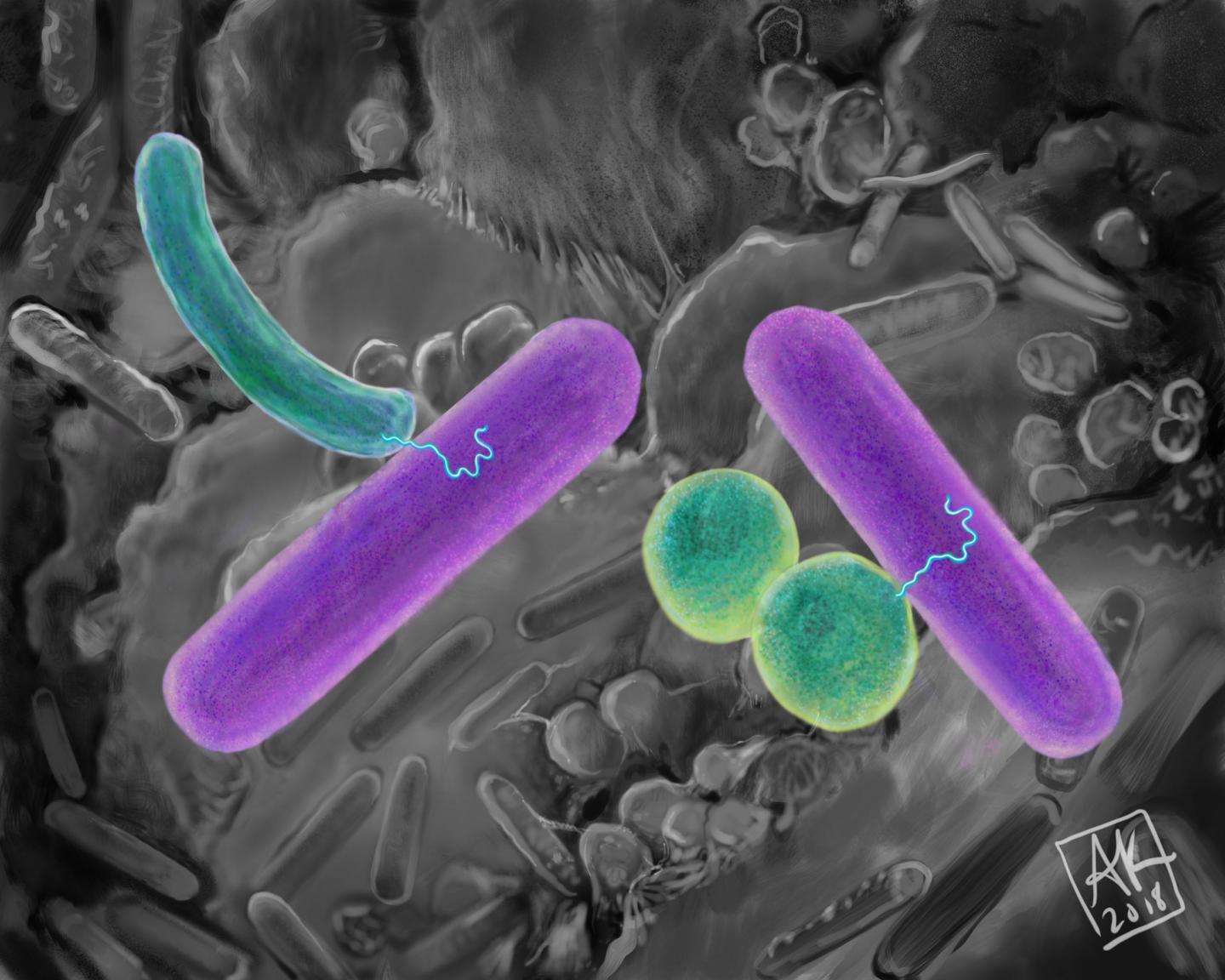 XPORT Bacteria