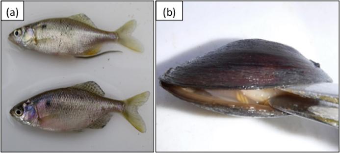 環境DNA調査により雄物川本流で絶滅危惧IA類のゼニタナゴの繁殖地を確認！