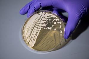 Secret life of sourdough