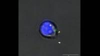 Live Imaging of a Planarian Flatworm Adult Pluripotent Stem Cell