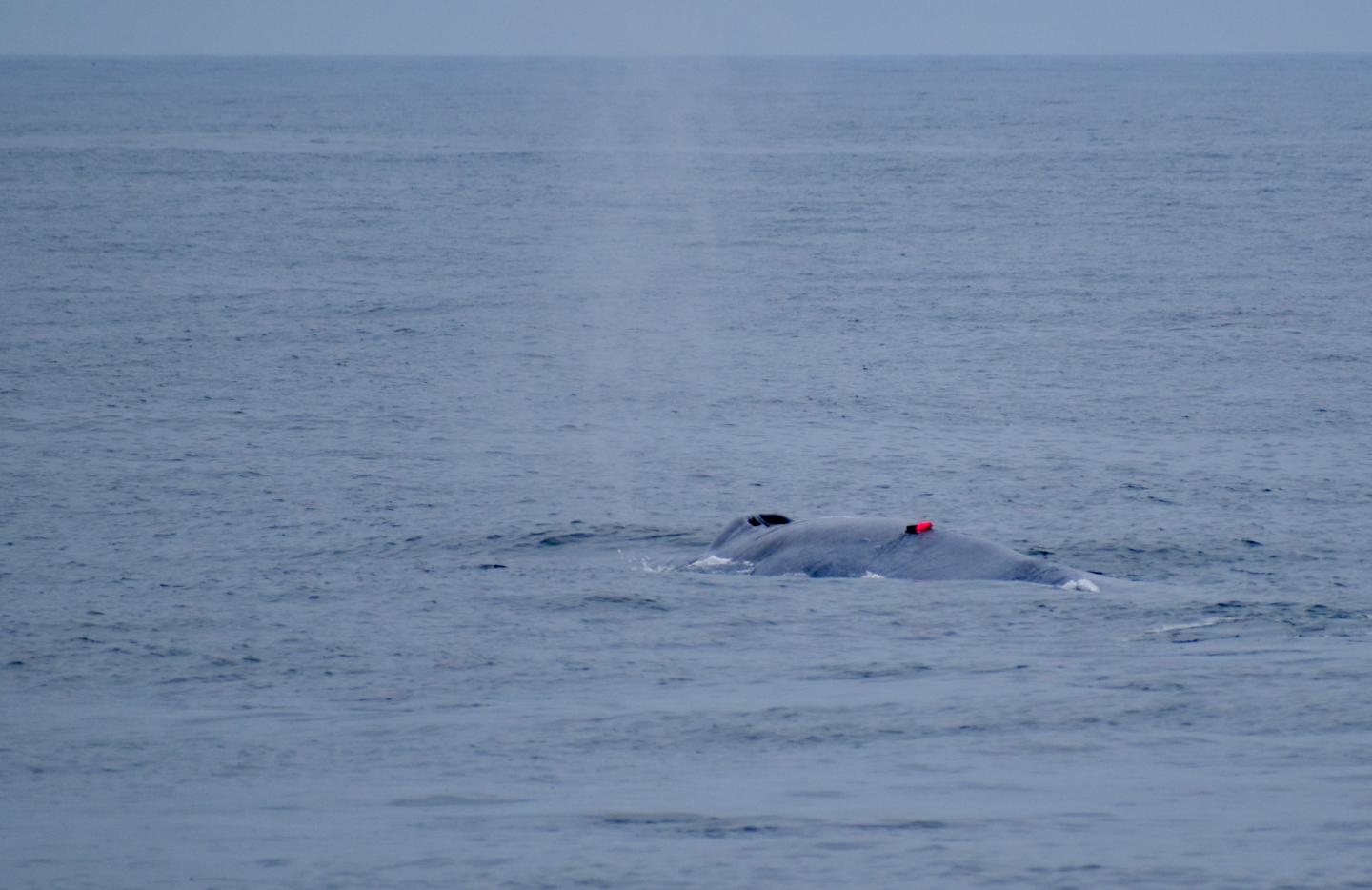 Whale with tag