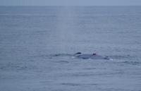 Whale with tag