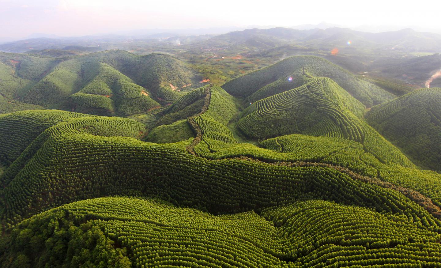 Fast-Growing Plantation Forests