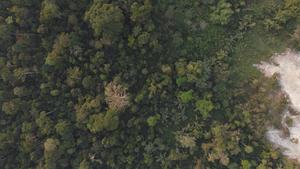 Tropical Forest degradation and regeneration
