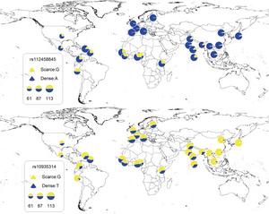 Identified genetic loci associated with eyebrow thickness showing allelic differences and similarities between worldwide populations
