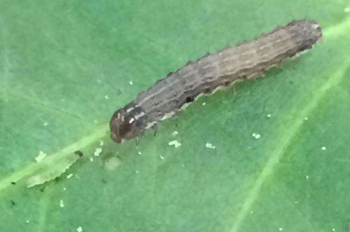 Caterpillar Cannibal