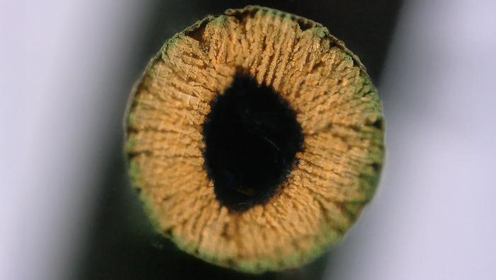 Cross-section of a copper-infused hydrogel. ALCHEMY EPFL CC BY SA