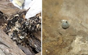 Foreign material found in mummy