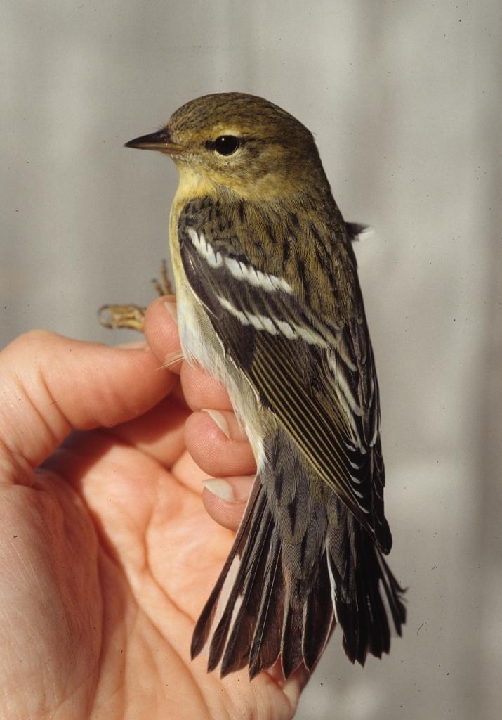 Fall Blackpoll Warbler