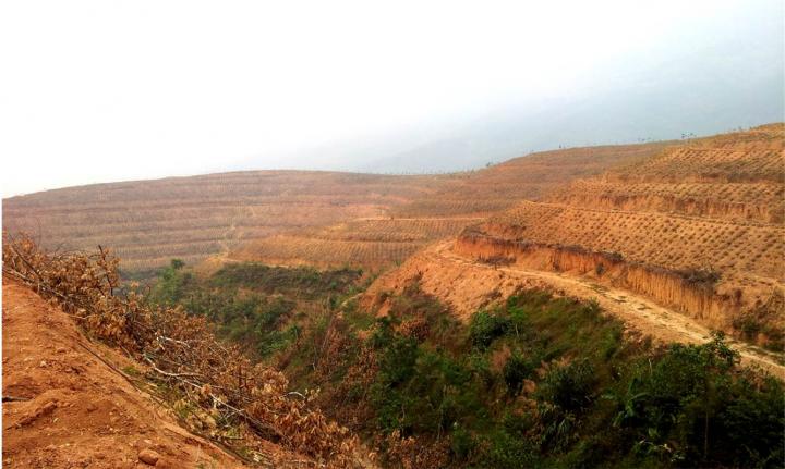 Rubber Plantations