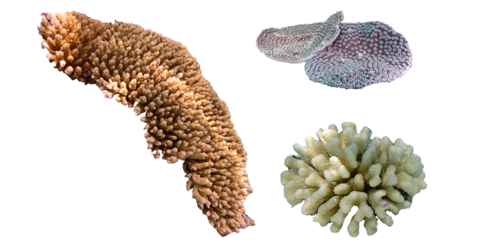 Reefs studied