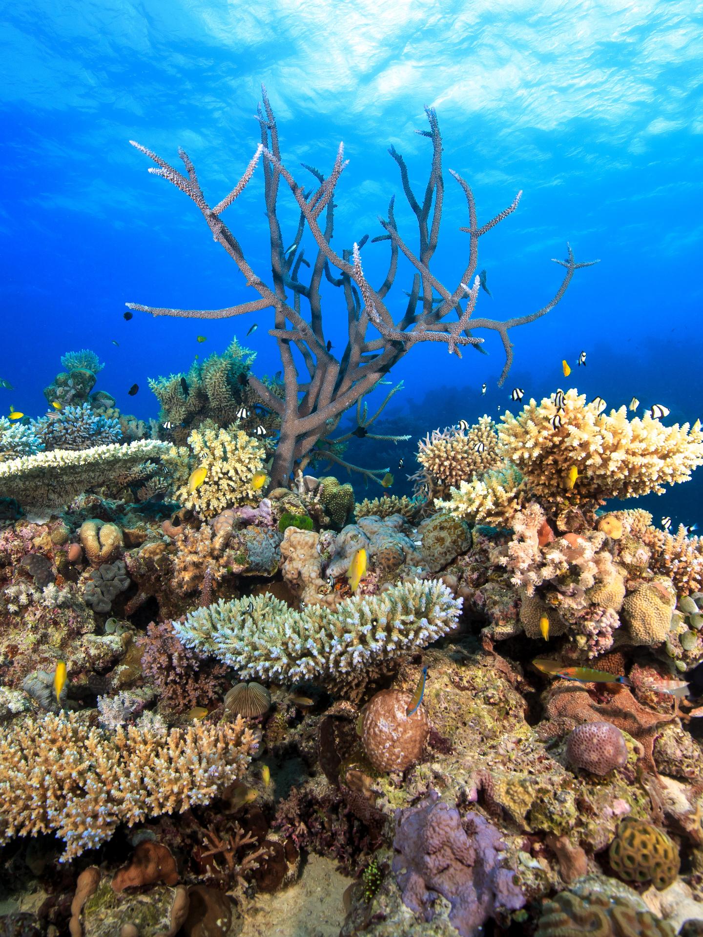 Great Barrier Reef