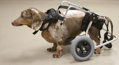 Dog (2 of 2)