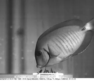 Surgeonfish in aquaria