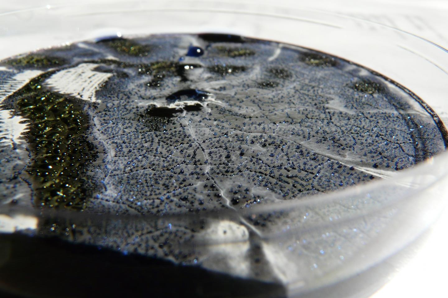 Antibiotic Droplets 