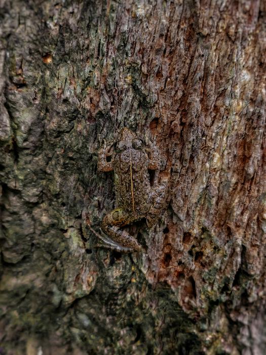 Mastering the Art of Camouflage