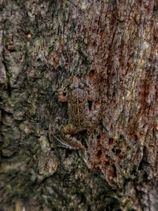 Mastering the Art of Camouflage