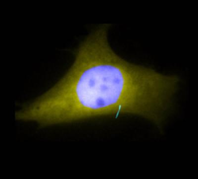 Cell Cilium