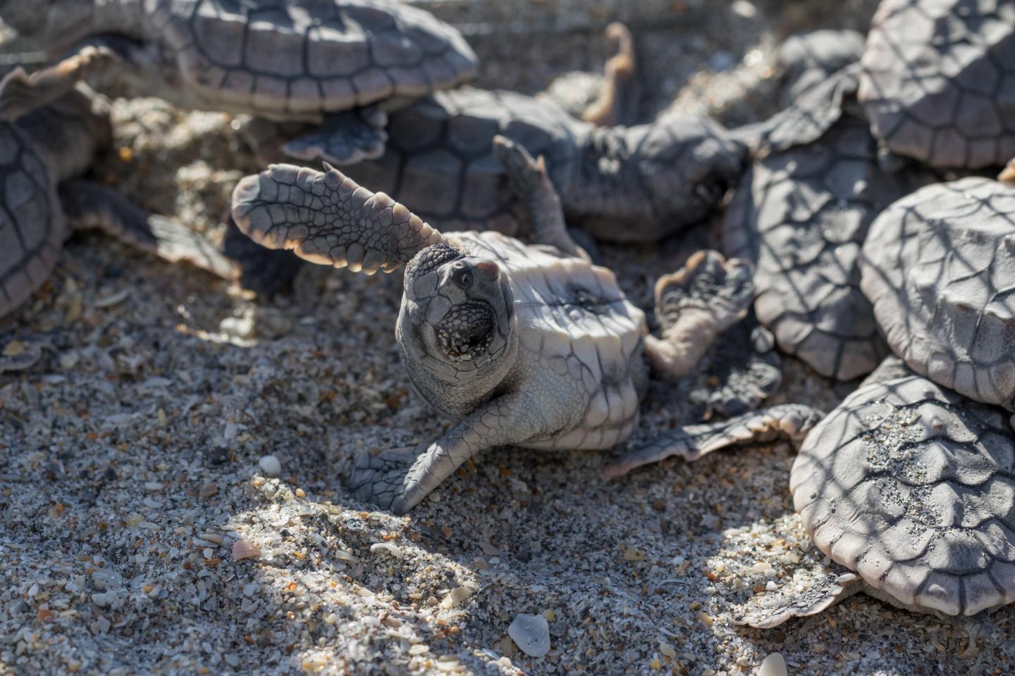 Paternity Patterns of Loggerhead Sea Turtles