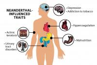 Neanderthal-Influenced Traits