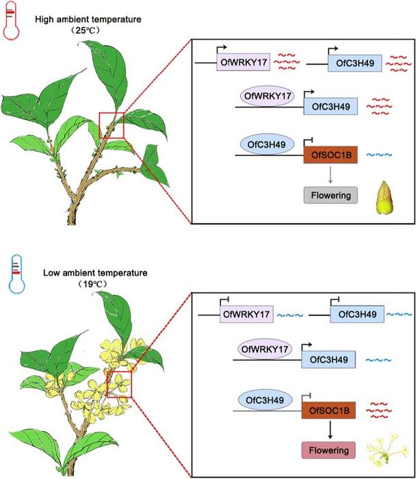 Proposed working model of OfWRKY17-OfC3H49 responding to ambient temperature regulates flowering by inhibiting OfSOC1B expression in Osmanthus fragrans.