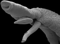 <i>Schistosoma mansoni</i> EM
