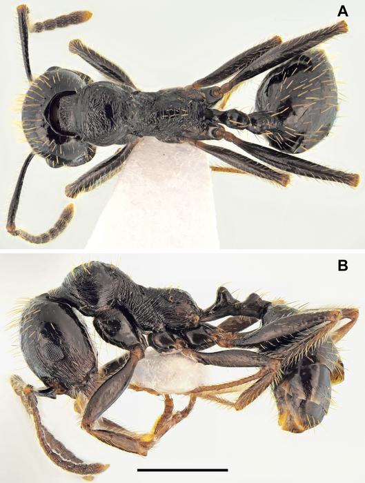 Messor odrysarum, minor worker